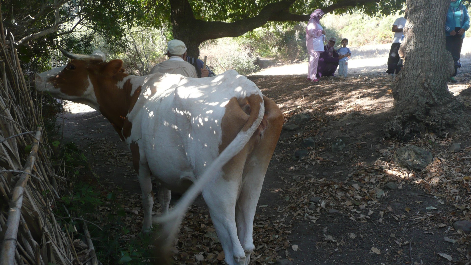 مسار رحلة الجبل الكبير - الدونابو‏ (مدينة طنجة)