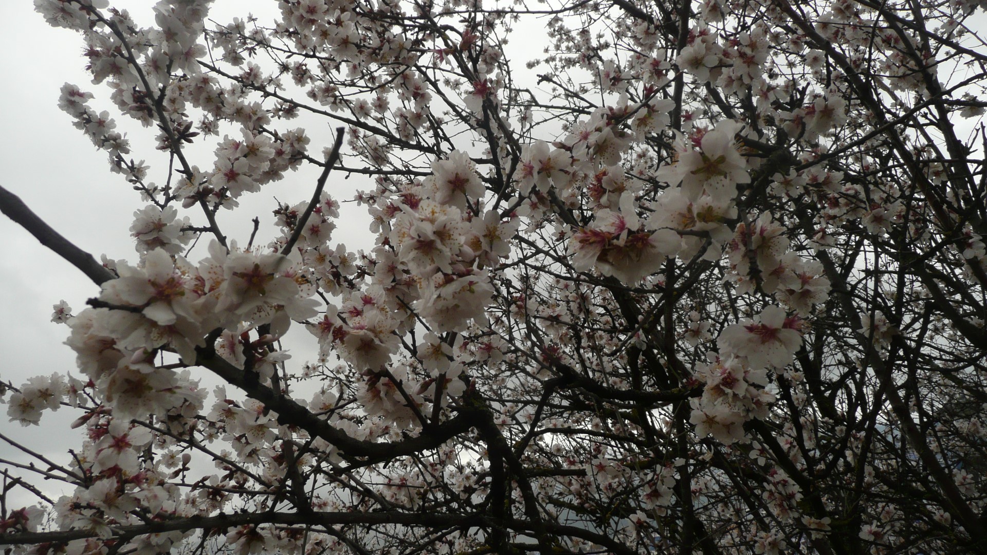 رحلة مشي بجبل الشويحات (شفشاون) بمشاركة 3 أفراد