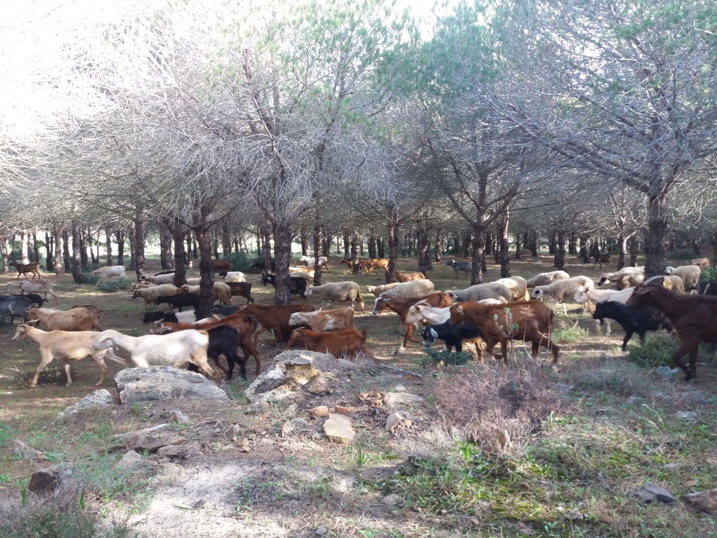 رحلة إلى الغابة الواقعة بين كزناية