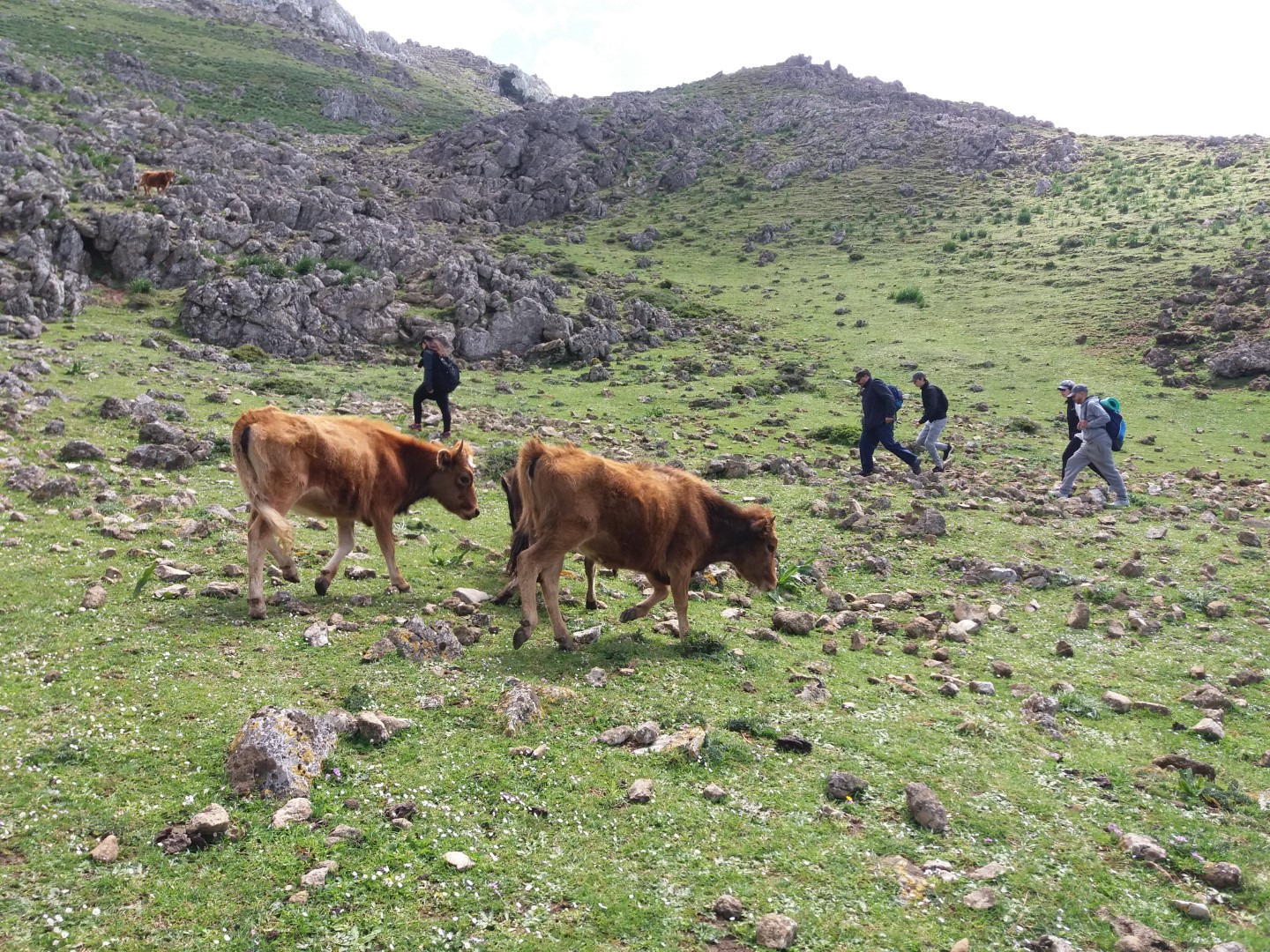 خرجة مشي لمنطقة فحص المهر