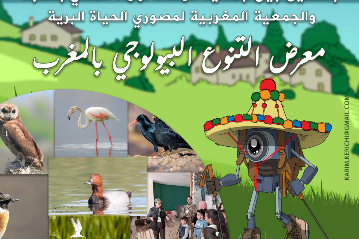 2 - المعرض