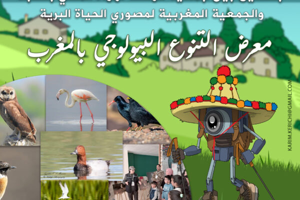 2 - المعرض