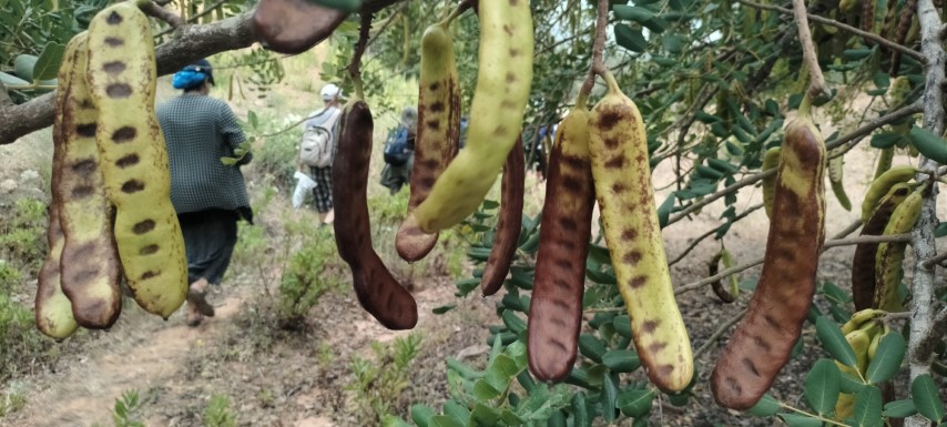 إيبوهارن